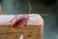 Safe Havens Termite & Pest Control